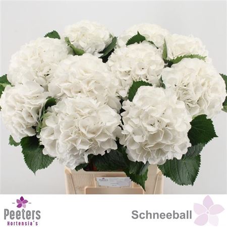 Hydrangea - Schneeball