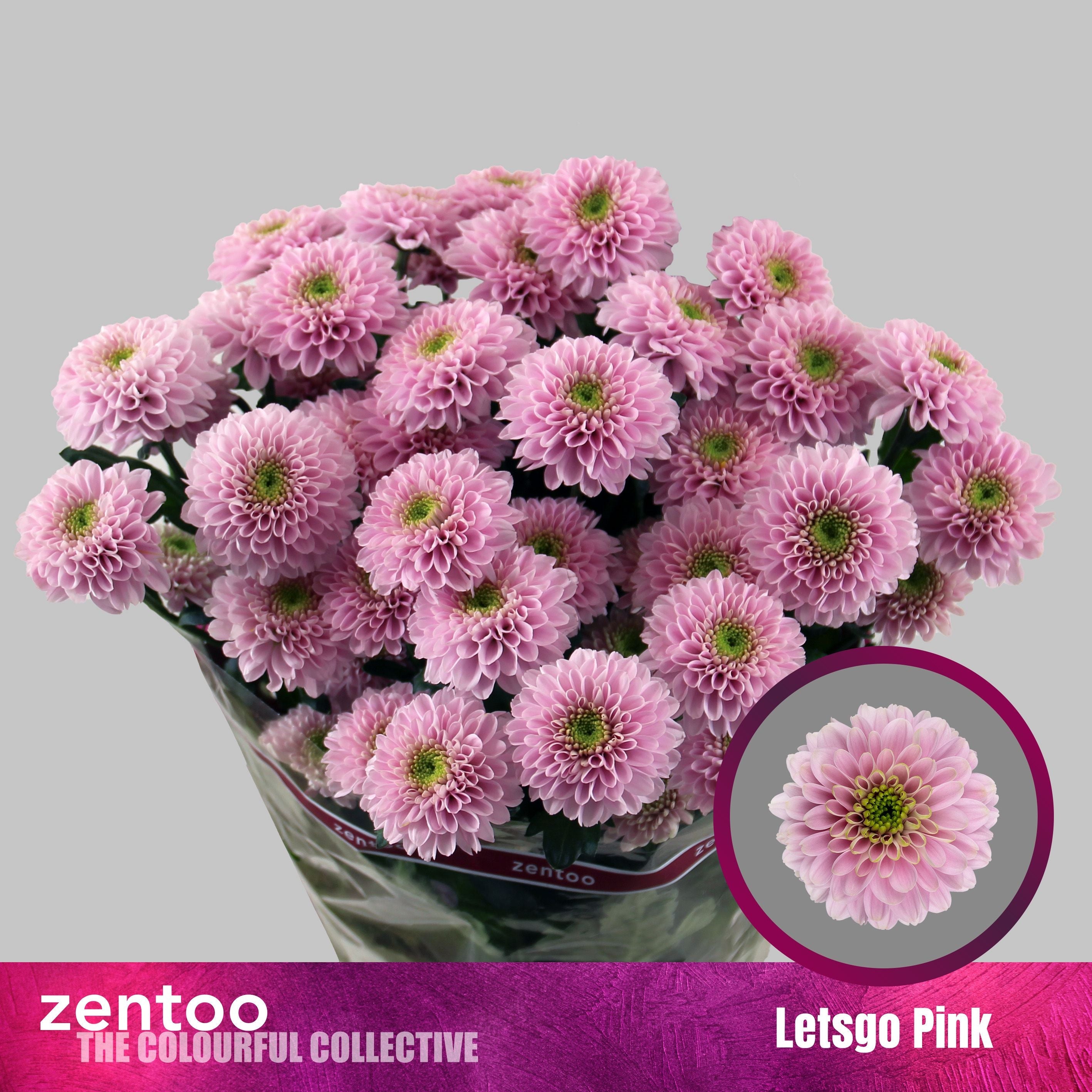 Spray Chrysanthemum - Letsgo Pink
