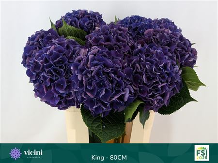 Hydrangea - Royal King