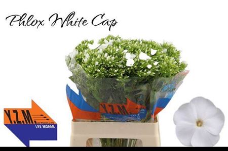 White Phlox ‘Whitecap’ Cut Stems – 60cm