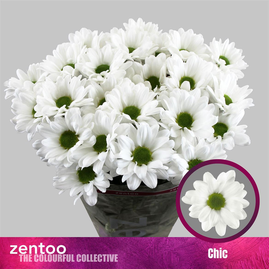 Chrysanthemum Spray Chic