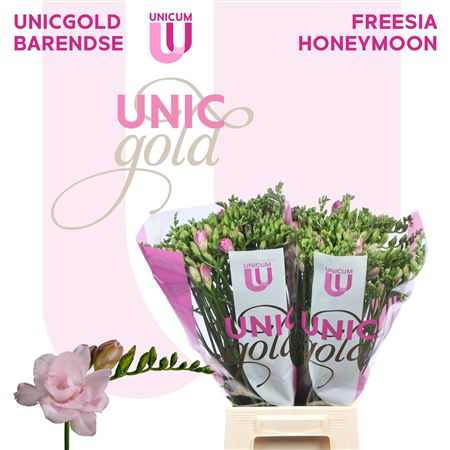 Double Freesia - Freesia - Honeymoon