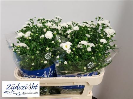 White Aster ‘Cassy’ Cut Flowers – 80cm Stems