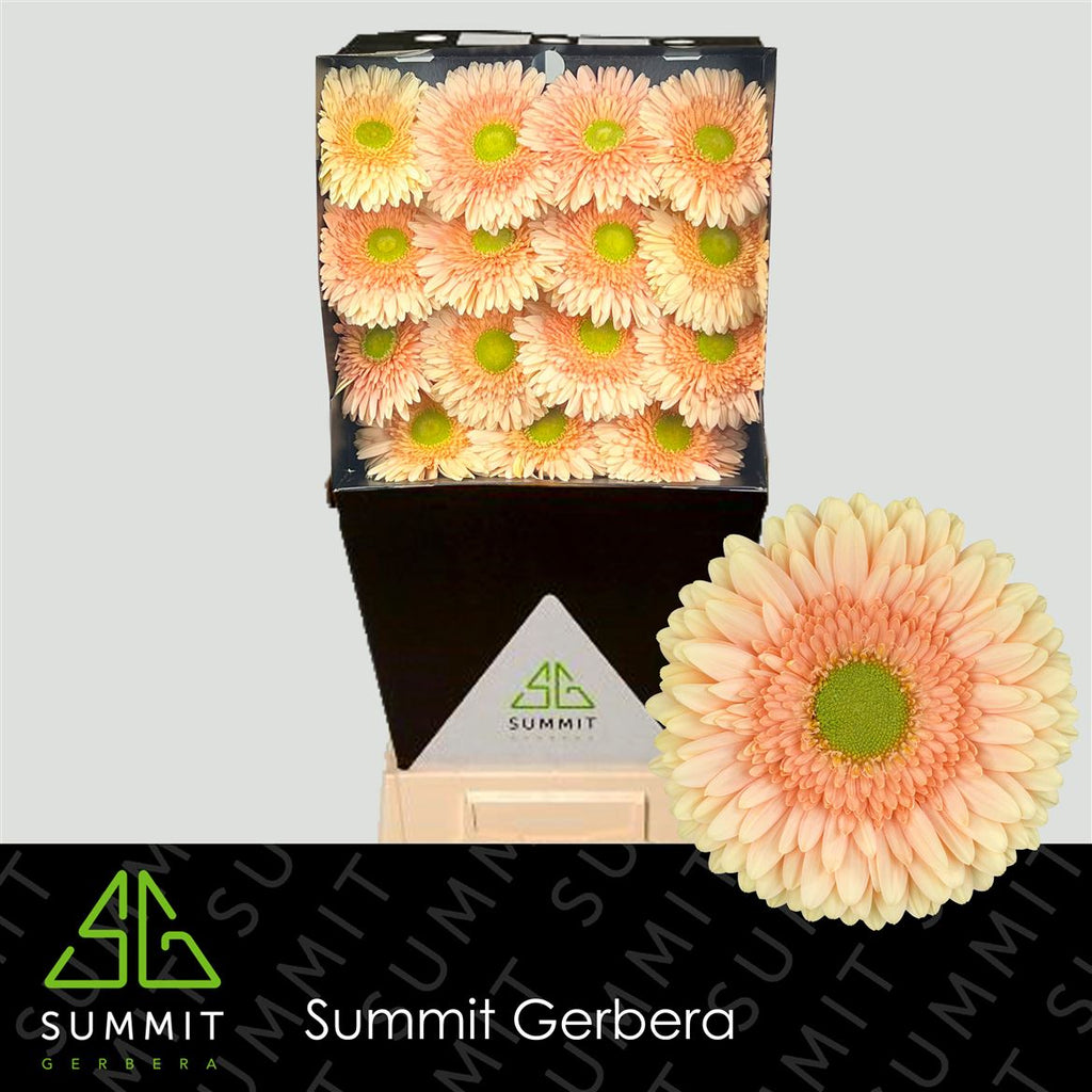 Gerbera Large Carlita