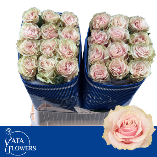 Rose - Rosa - Pink Mondial