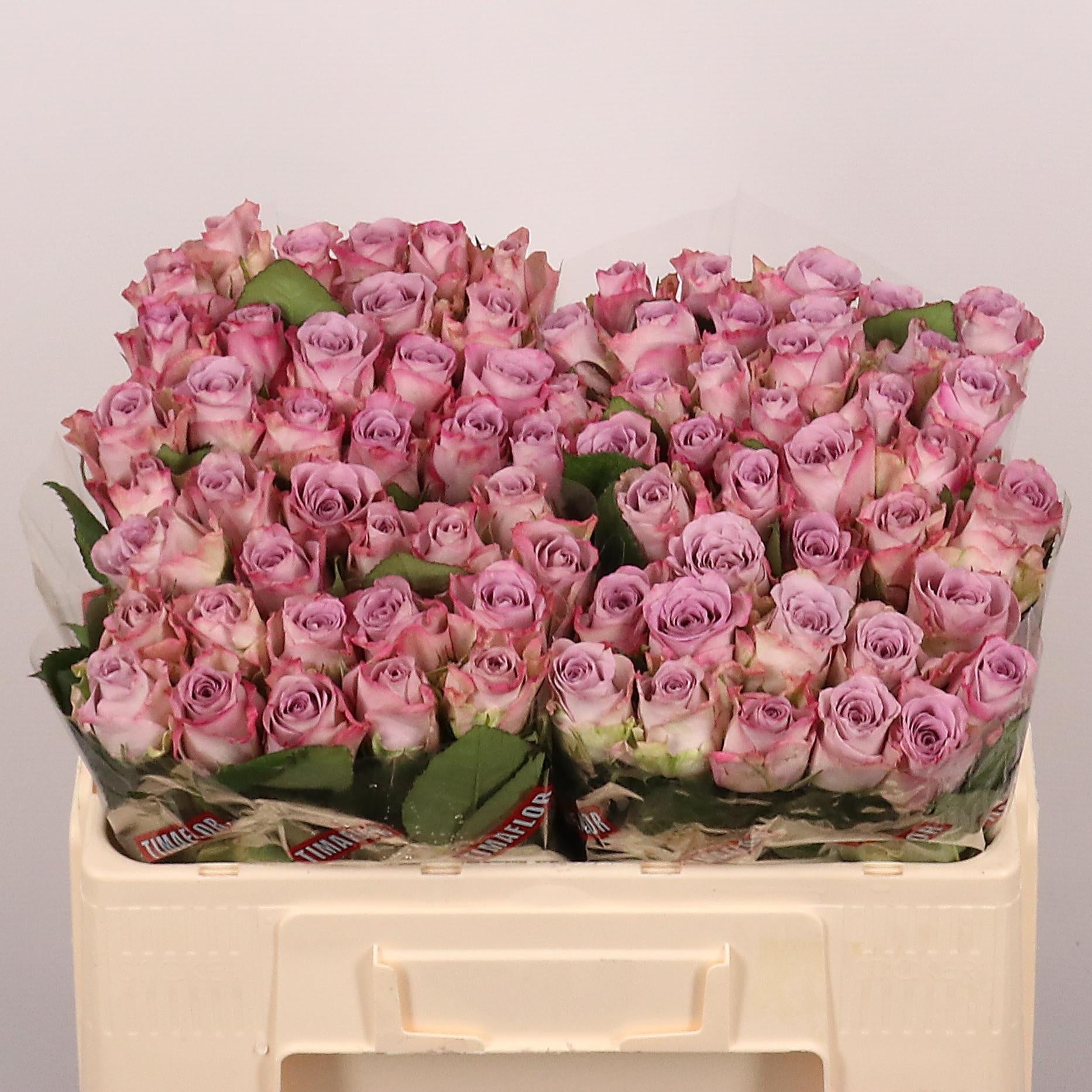 Rose - Rosa - Memory Lane