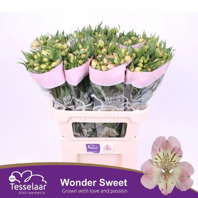 Alstroemeria Wonder Sweet