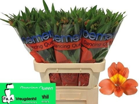 Alstroemeria Dancing Queen
