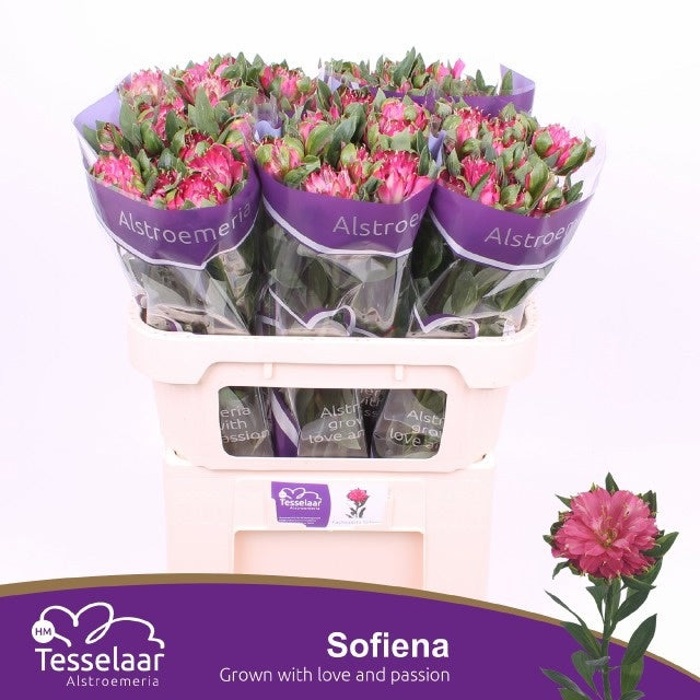 Alstroemeria Sofiena