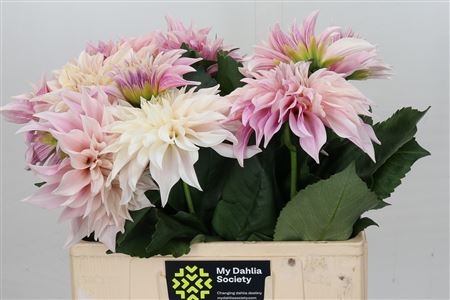 Dahlia ‘Café au Lait’ – 55cm Pink Cut Stems