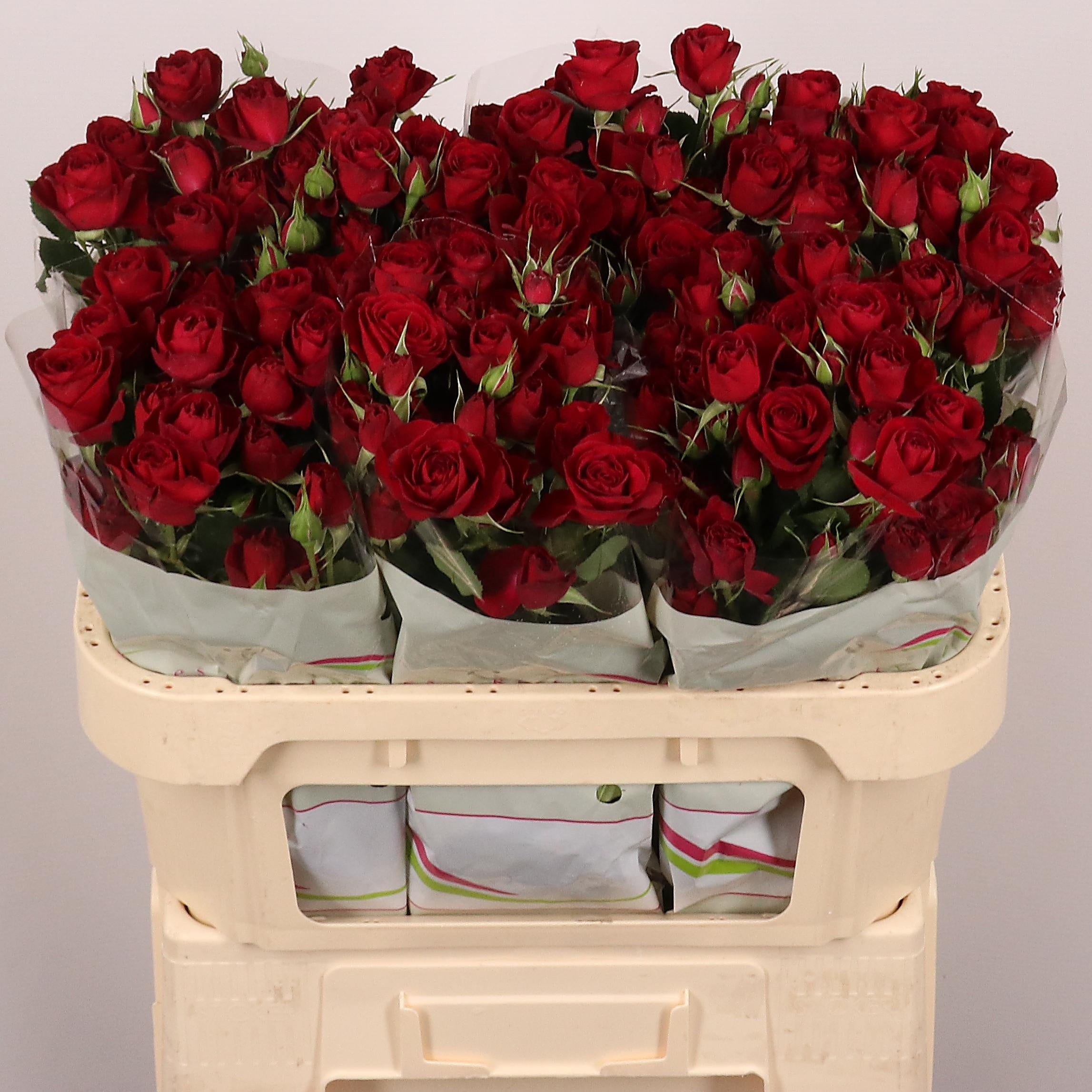 Spray Rose - Rosa - Red Trendsetter