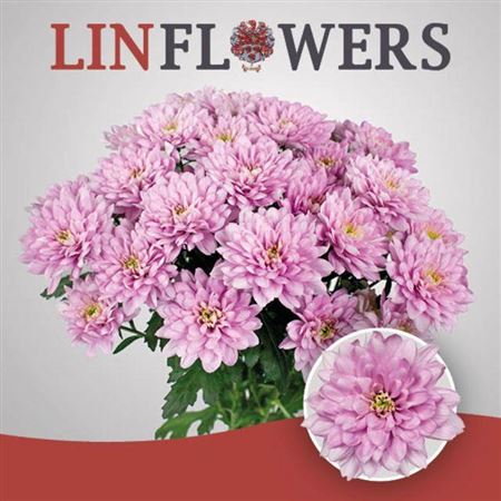 Spray Chrysanthemum - Chrysanthemum - Baltica Pink