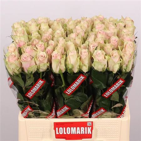 Rose - Rosa - Pink Athena