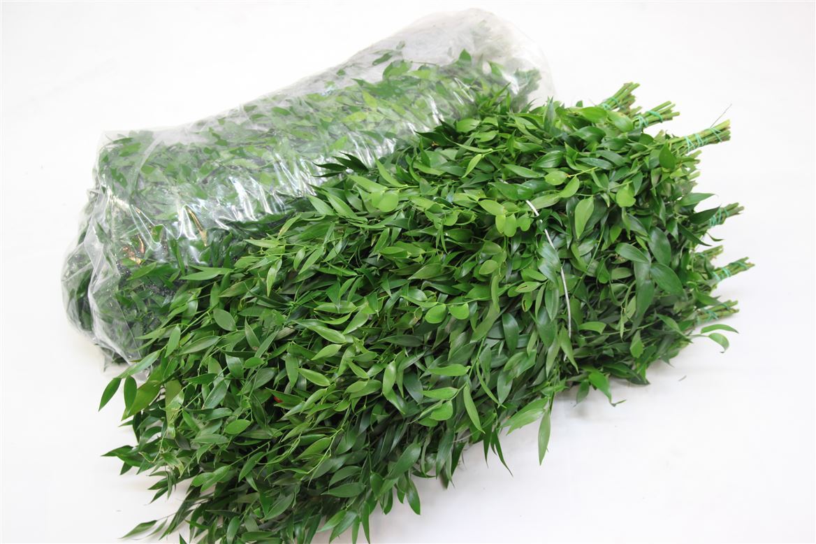Ruscus Soft
