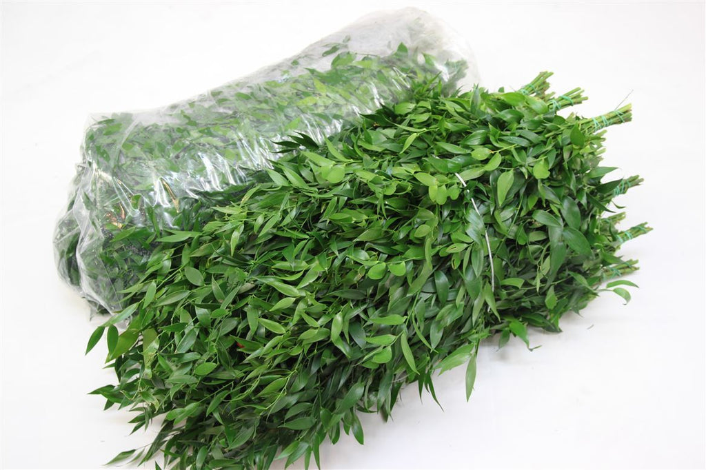Ruscus Soft