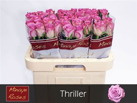 Rose - Rosa - Thriller