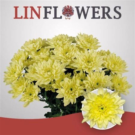 Spray Chrysanthemum - Chrysanthemum - Baltica Cream