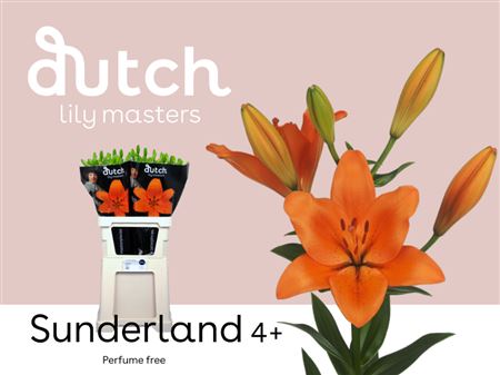 Lily - Lilium - Sunderland