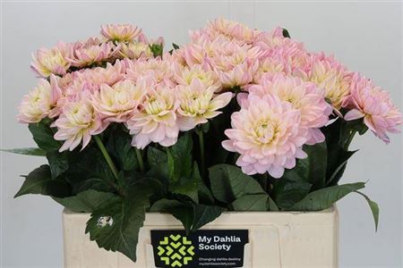 Dahlia ‘Lady Diana’s Memory’ – Purple Cut Flowers