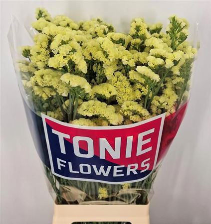 Limonium Statice Yellow