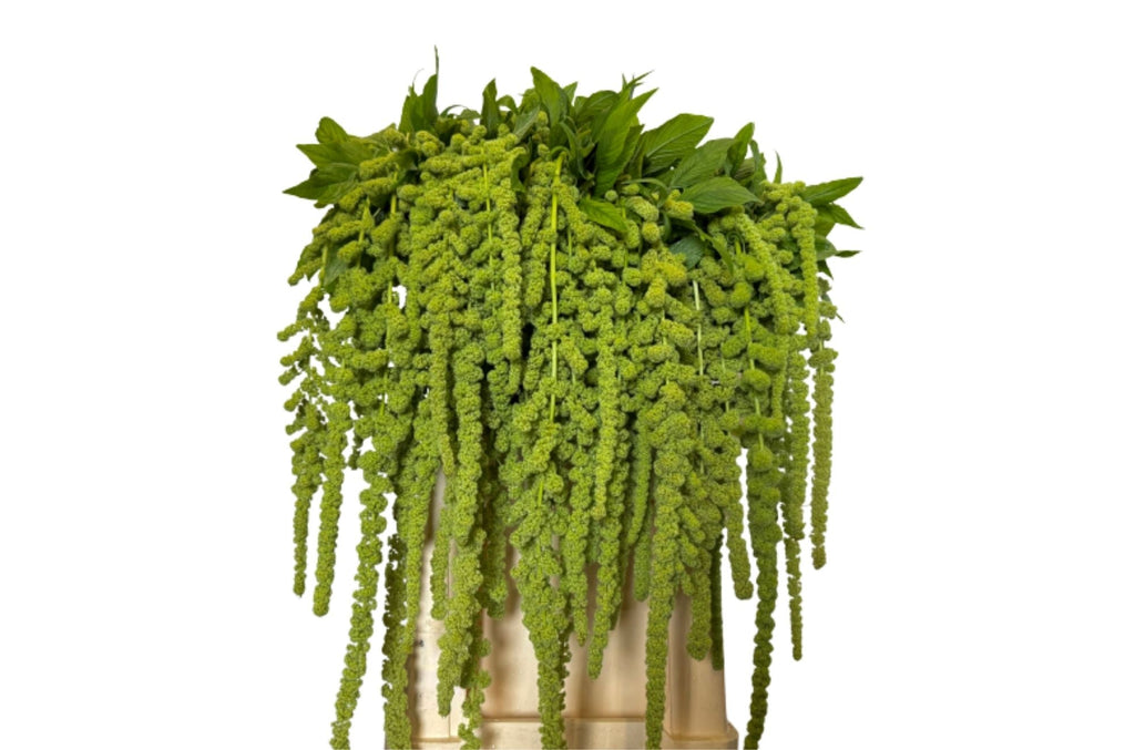 Green Amaranthus ‘Cycloop’ – 75cm Stems