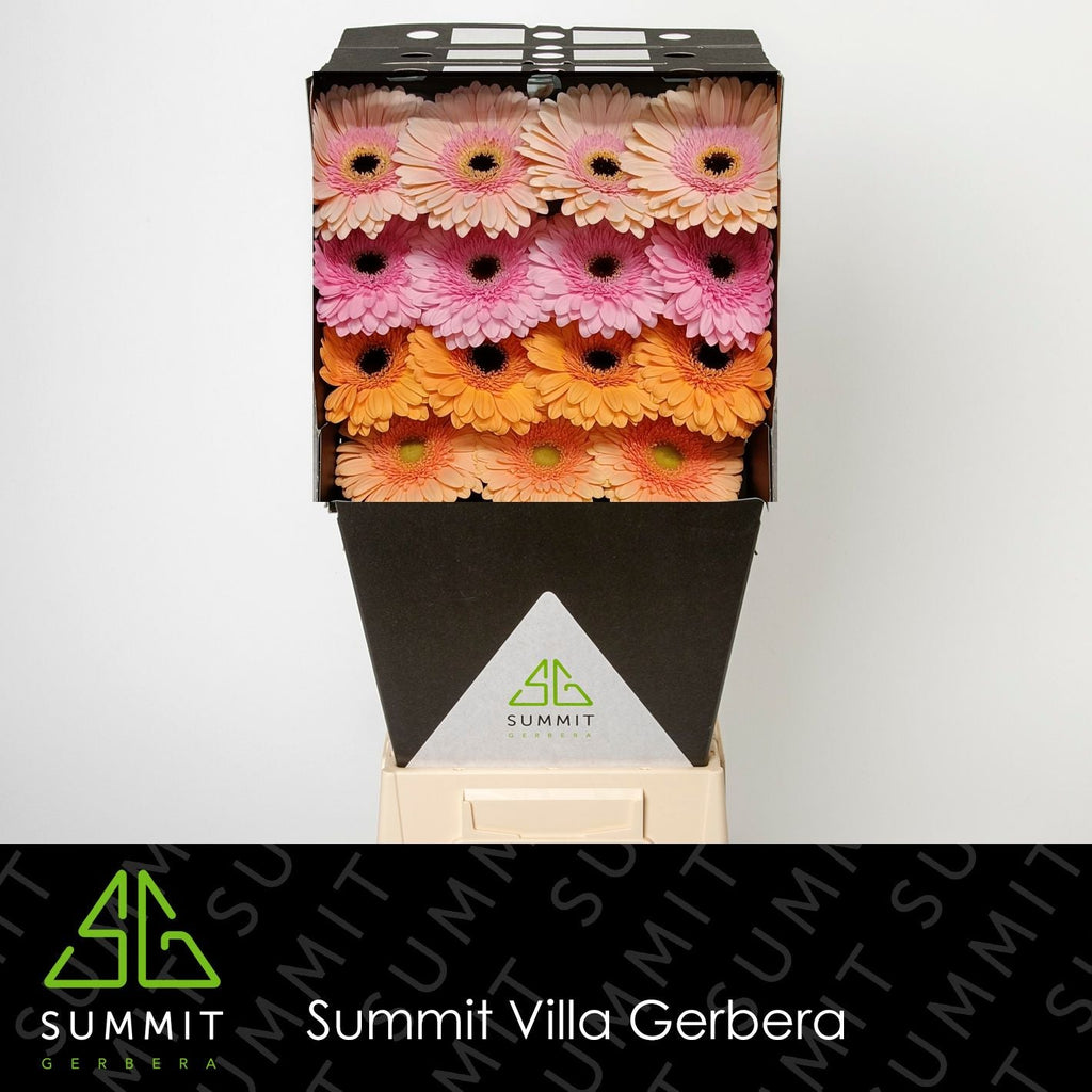 Gerbera Large Pastel Mixed