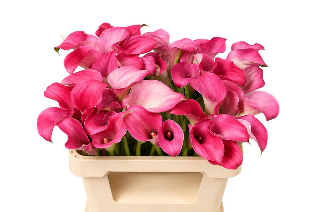 Calla Lily - Zantedeschia - Captain Romance