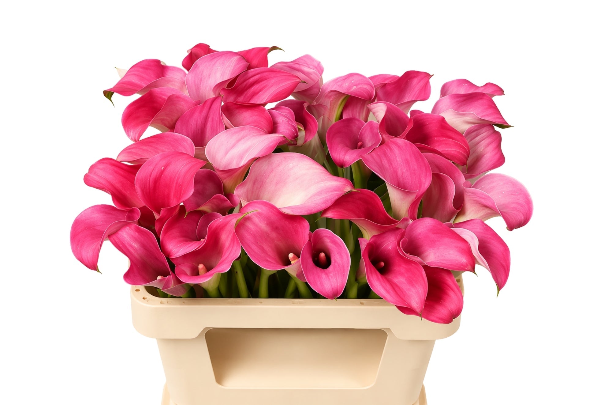 Calla Lily - Zantedeschia - Captain Romance