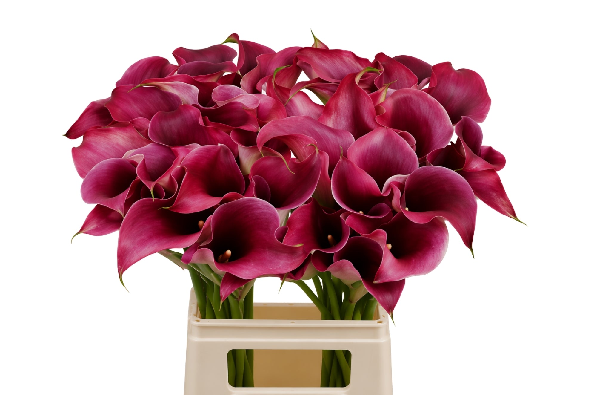 Calla Lily - Zantedeschia - Captain Promise