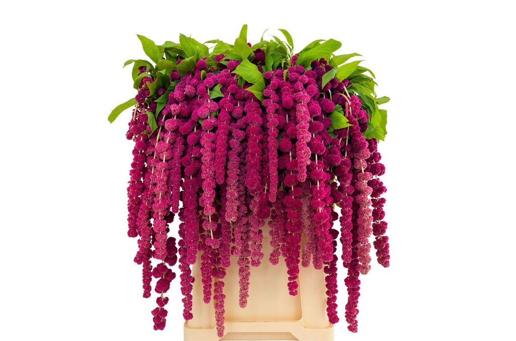 Purple Amaranthus Rosary – 75cm Stems