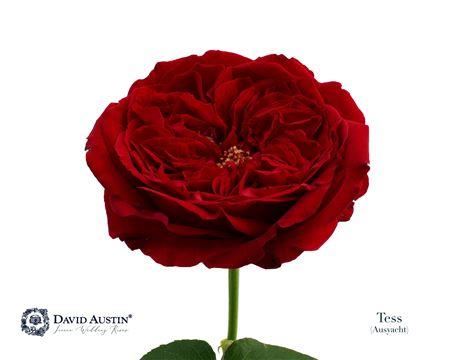 Rose - Rosa - David Austin Tess