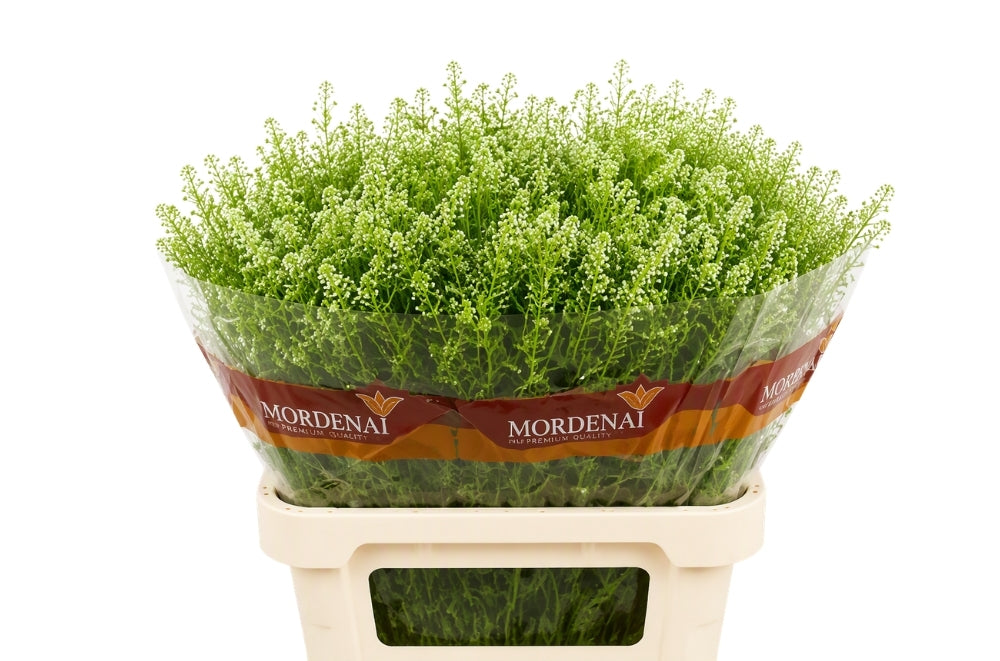 Lepidium Green Bell Thlaspi