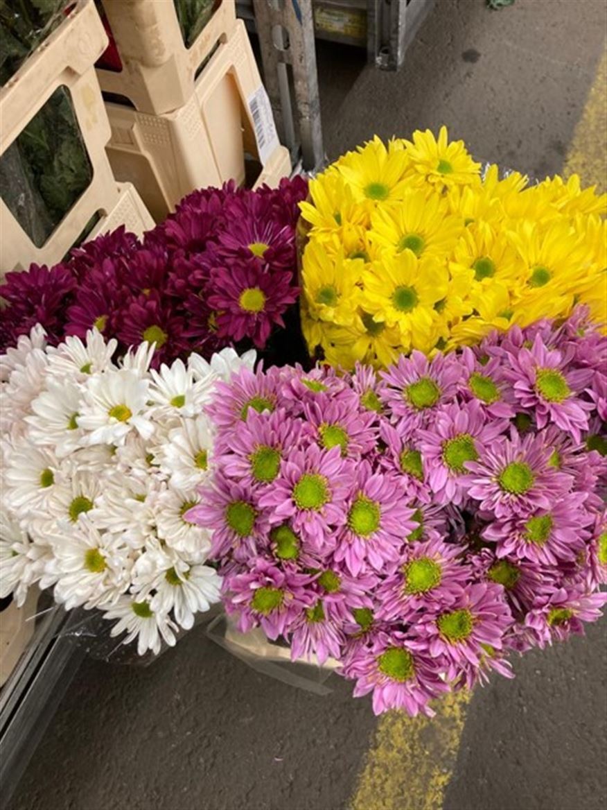 Spray Chrysanthemum - Chrysanthemum (Indicum Grp) - Spray