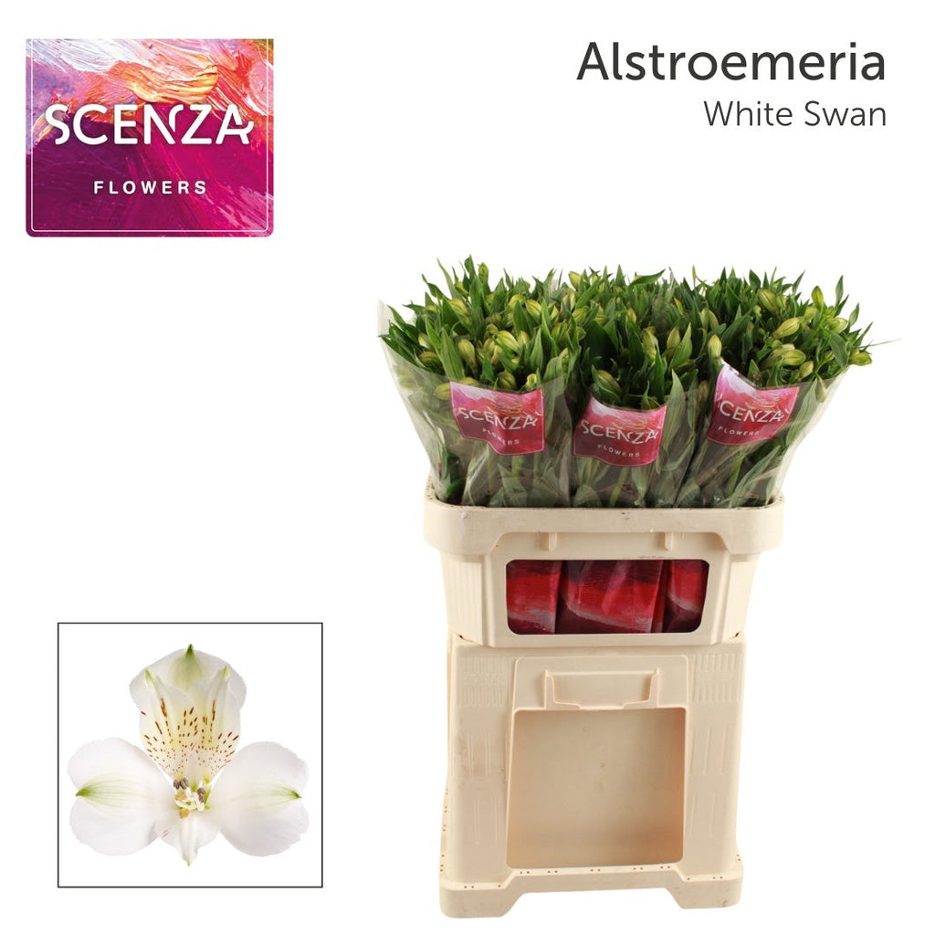 Alstroemeria White Swan
