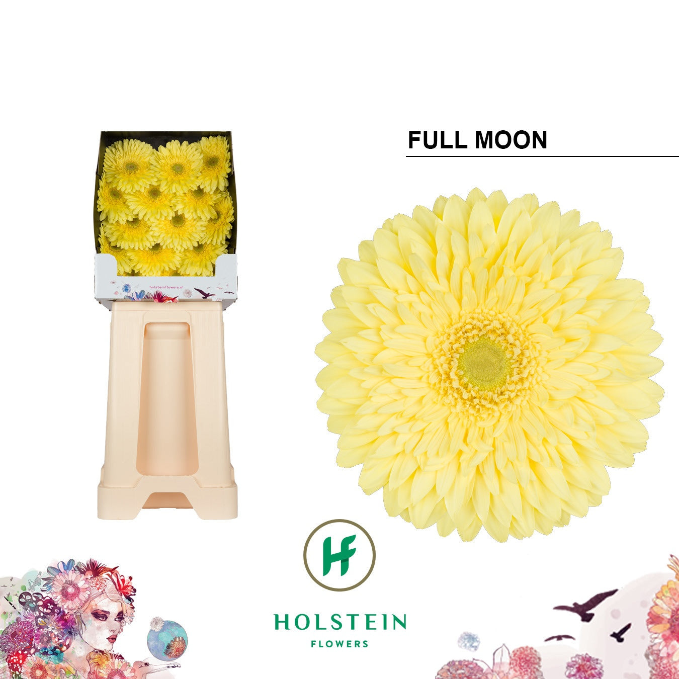 Gerbera - Gerbera - Full Moon
