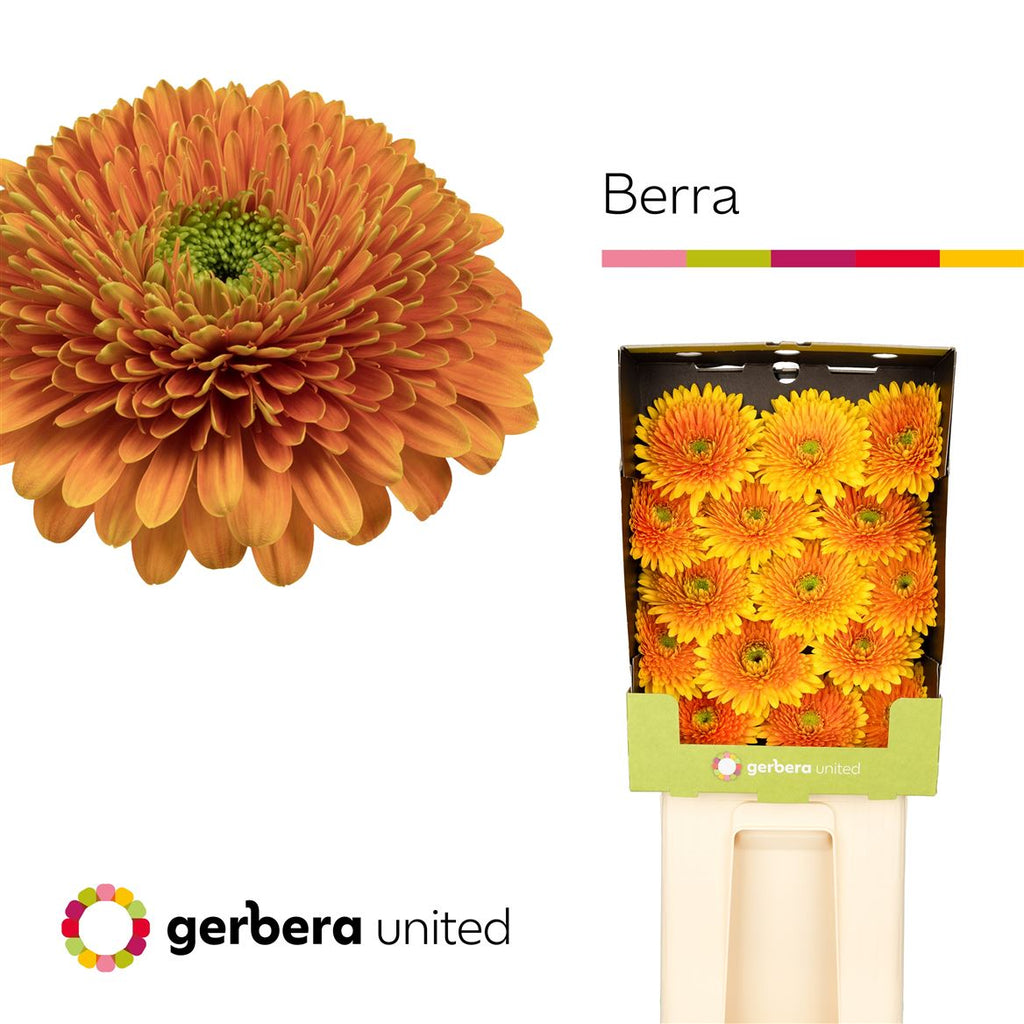 Gerbera Large Berra