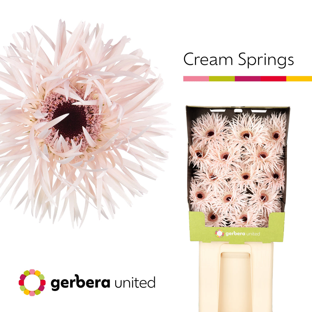 Gerbera Large Spider Cream Springs