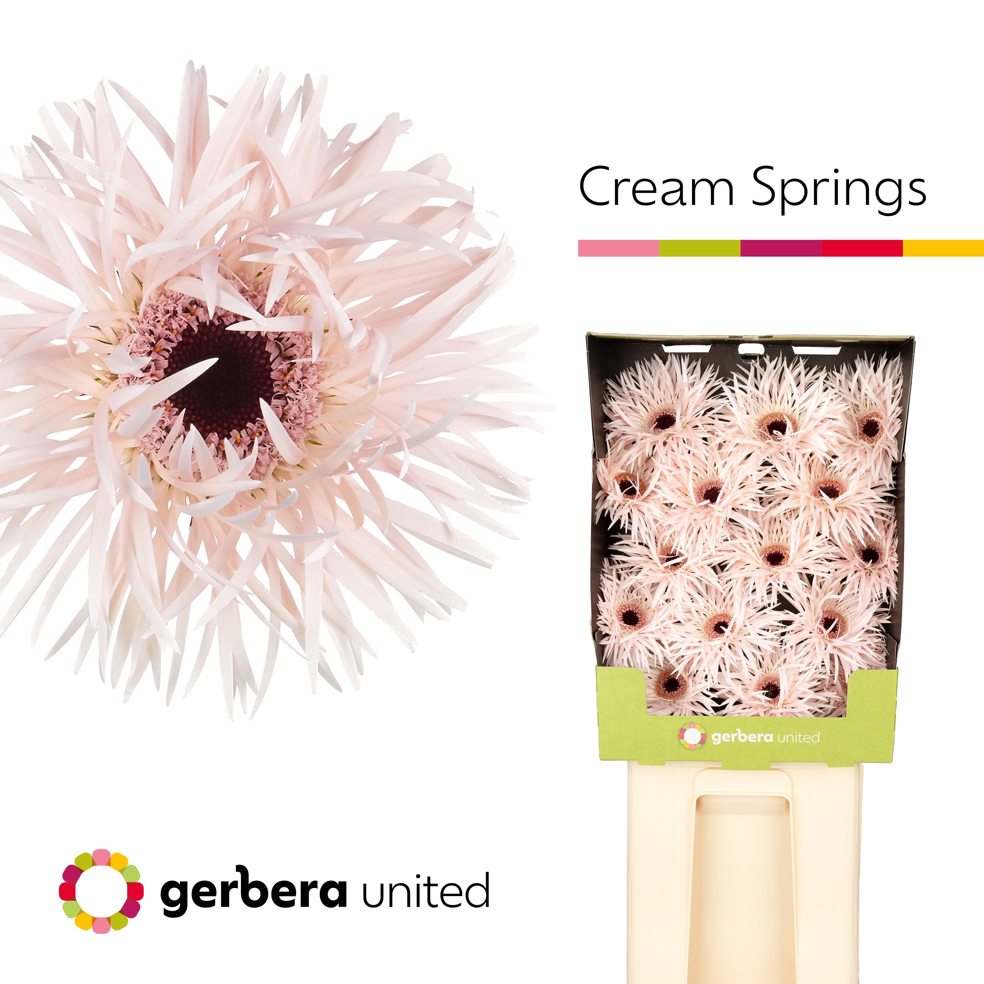 Gerbera Large Spider Cream Springs