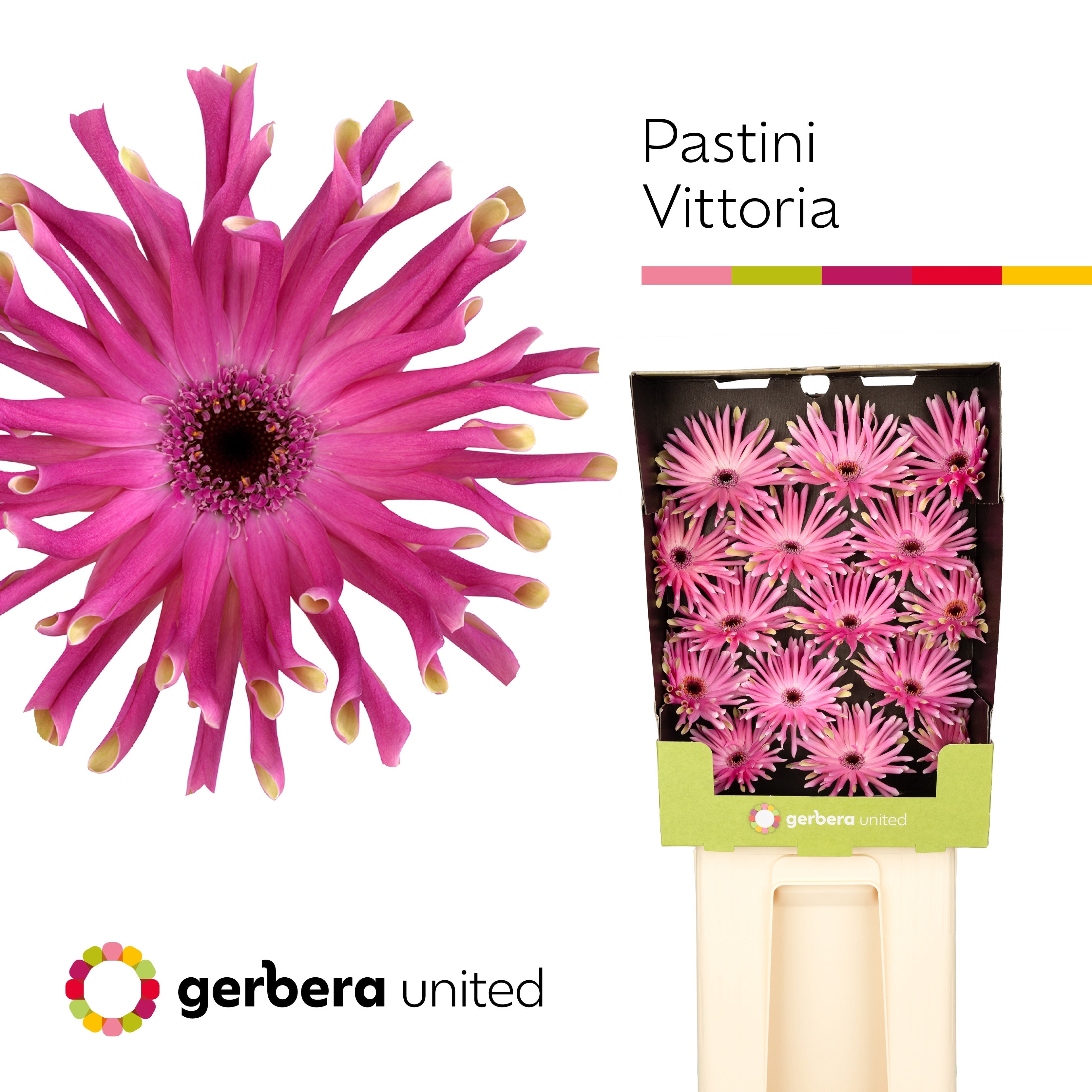 Gerbera Large Pasta Vittoria