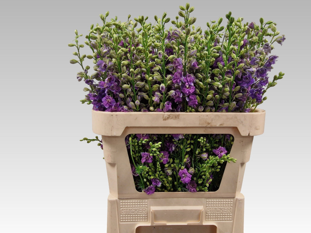Purple Larkspur and Lilac Stems – 75cm