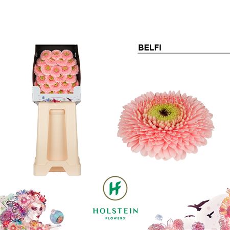 Pink Germini ‘Belfi’ – 50cm Stems
