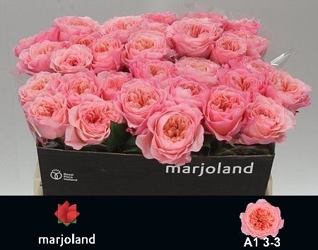 Rose - Rosa - Mayfield