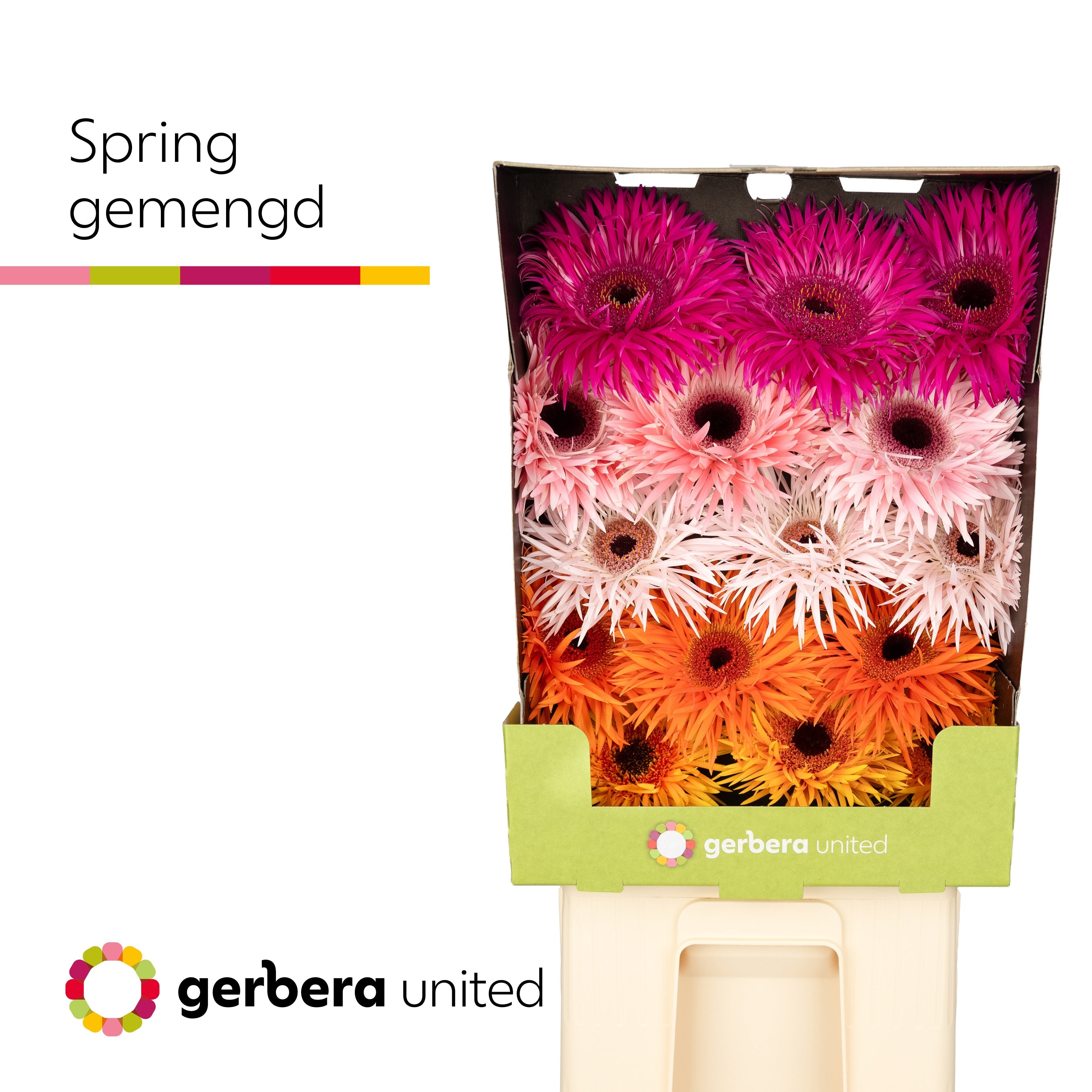 Gerbera Large Spider Mixed