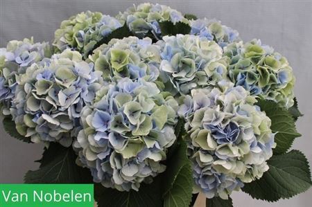 Hydrangea - Verena