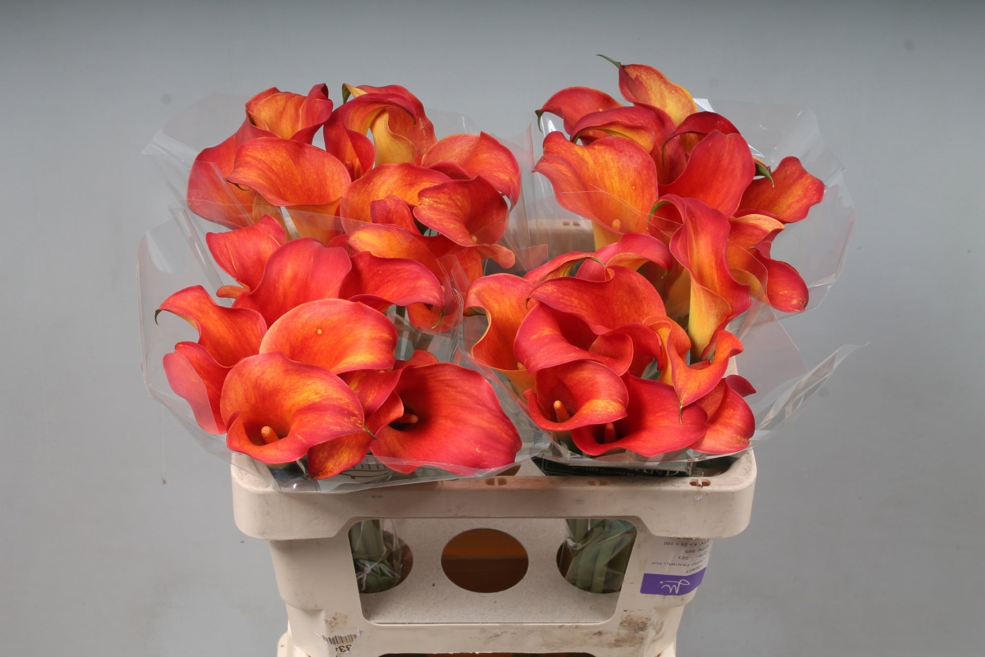 Calla Lily - Zantedeschia - Captain Trinity