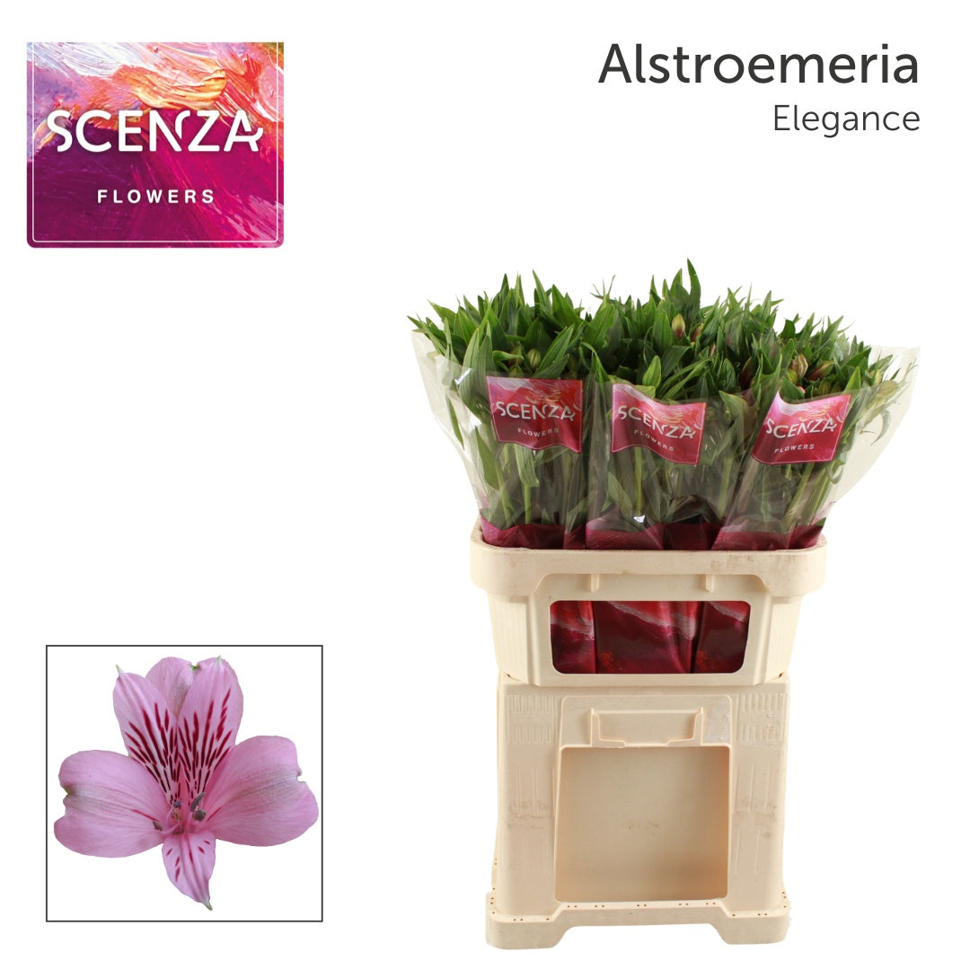 Alstroemeria Elegance