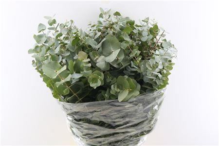 Eucalyptus - Eucalyptus cinerea - Per Bos Cinerea
