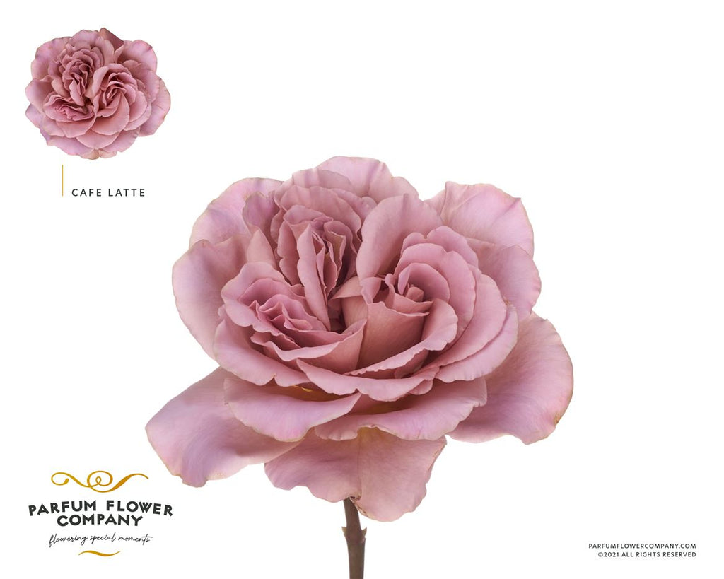 Rose - Rosa - Cafe Latte