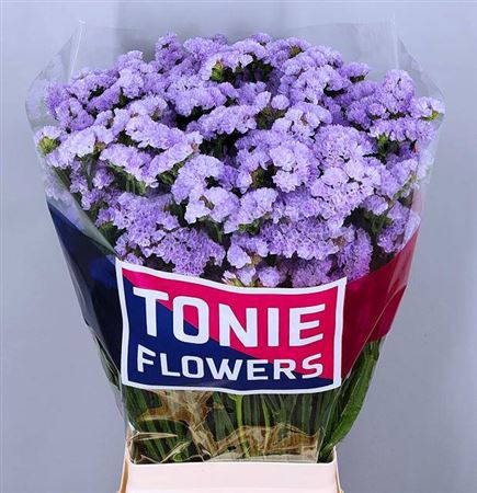Limonium Statice Donau Birds