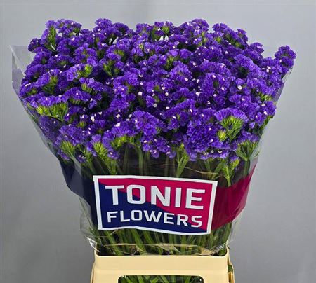Limonium Statice Crystal Dark Blue (25 Stems)